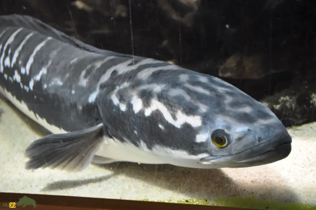 ماهی سرماری