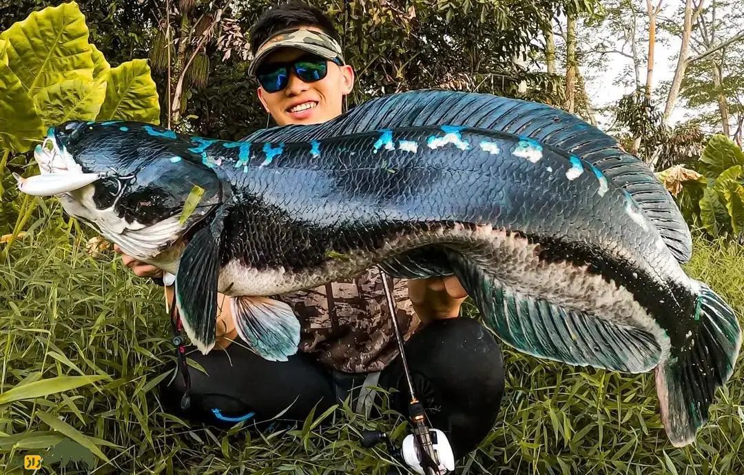 ماهی سرماری