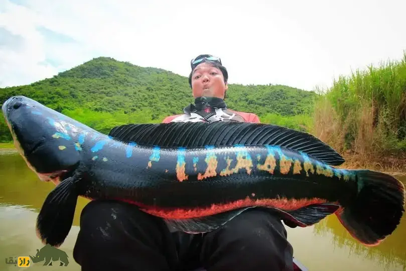 ماهی سرماری