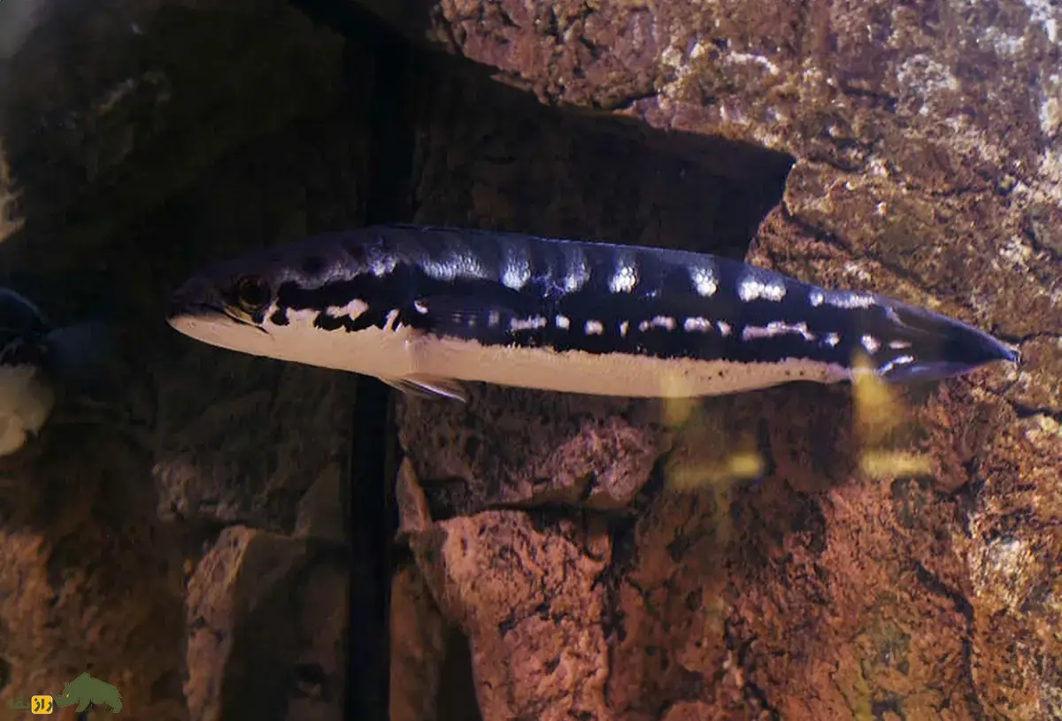 ماهی سرماری