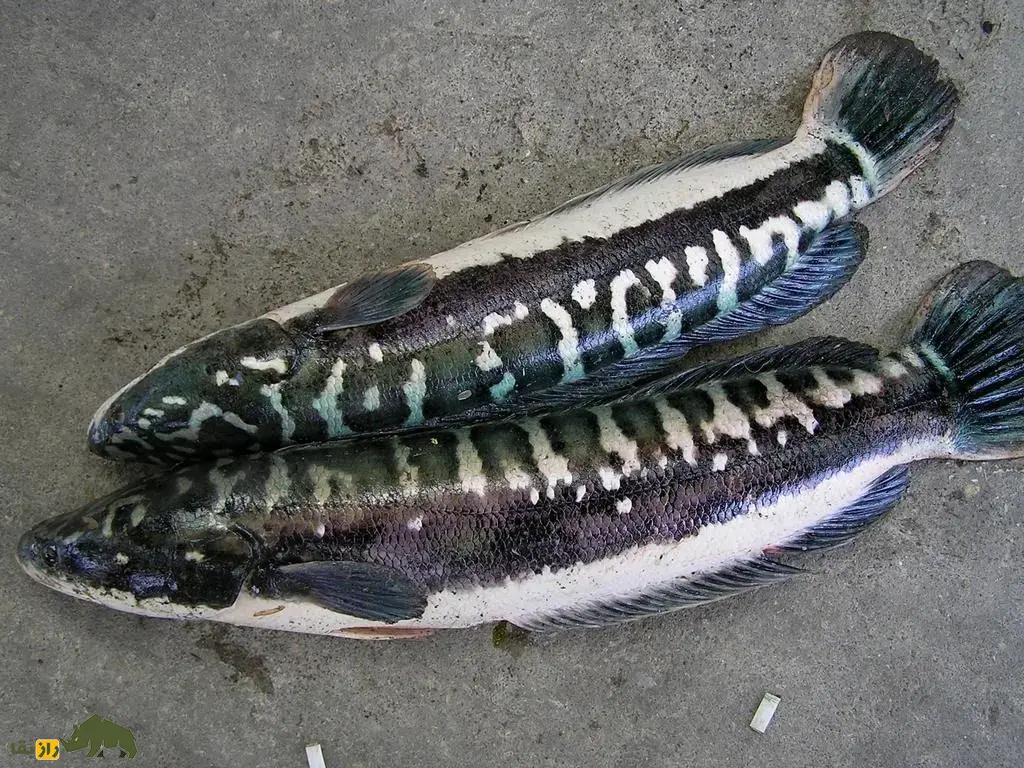 ماهی سرماری