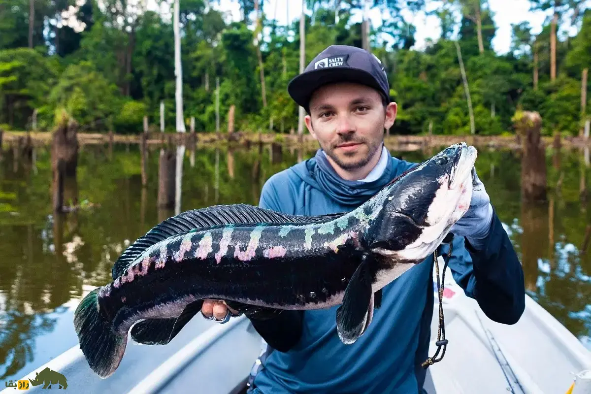 ماهی سرماری