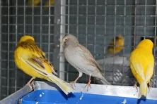 قناری بوردر فنسی؛ قناری خجالتی با بدن گرد که آوازی بسیار زیبا دارد و کم دردسرترین قناری برای نگهداریست