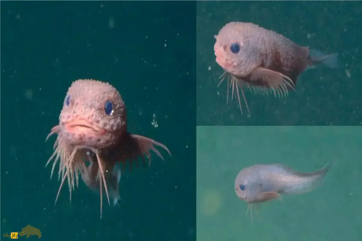 کشف یک ماهی جدید؛ یک ماهی حلزونی صورتی رنگ ریشدار در اعماق اقیانوس کشف شد