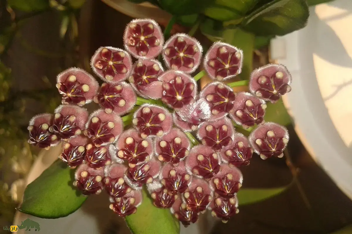 هویا وایتی؛ گل زینتی معروف به «گیاه مومی» با رایحه شیرین که برگهایش شبیه دانه انار است هویا وایتی