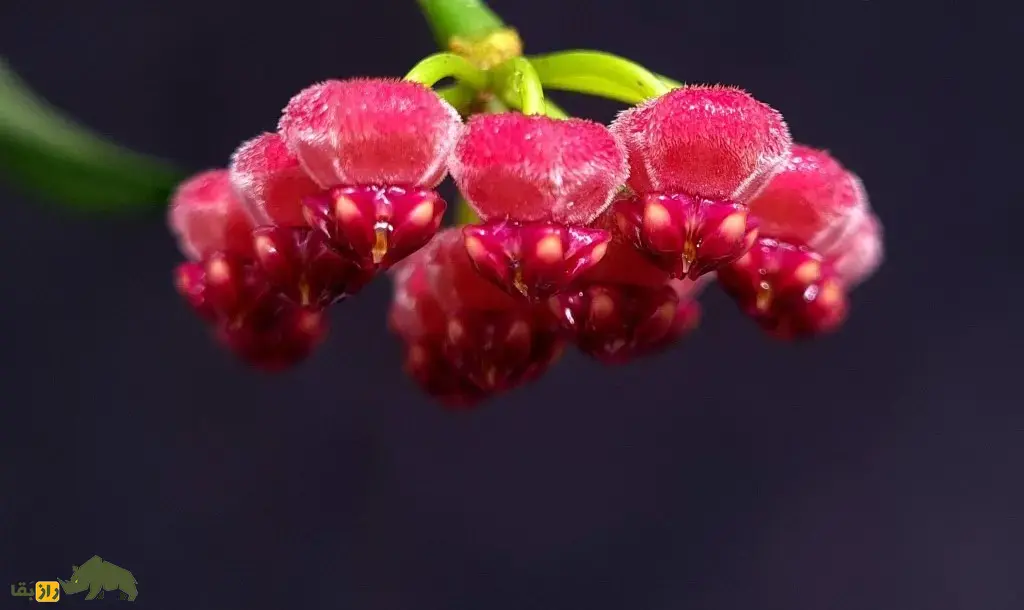 هویا وایتی؛ گل زینتی معروف به «گیاه مومی» با رایحه شیرین که برگهایش شبیه دانه انار است هویا وایتی