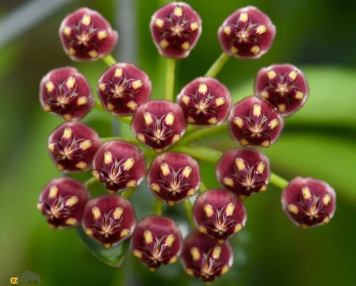 هویا وایتی؛ گل زینتی معروف به «گیاه مومی» با رایحه شیرین که برگهایش شبیه دانه انار است هویا وایتی