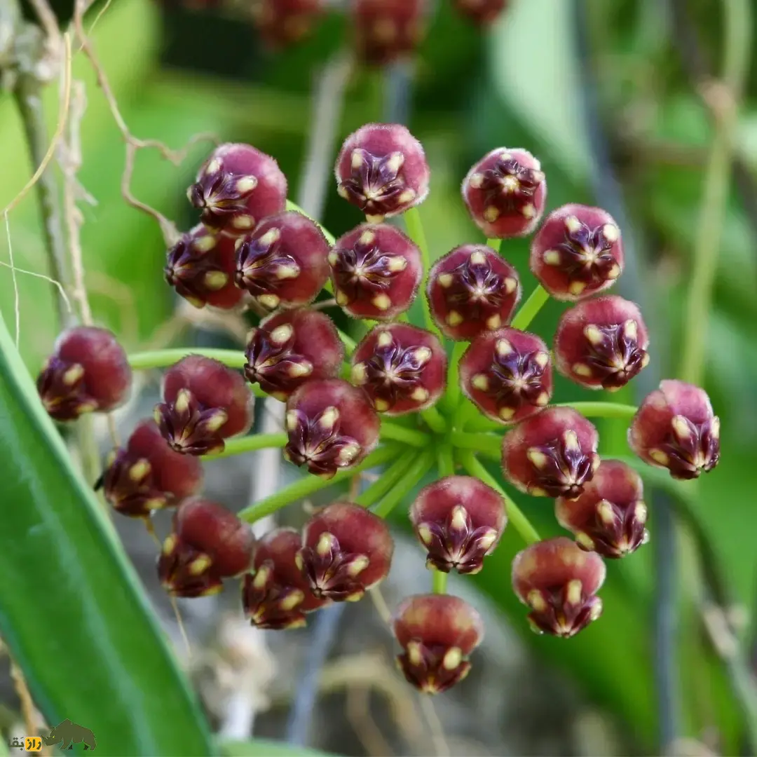 هویا وایتی؛ گل زینتی معروف به «گیاه مومی» با رایحه شیرین که برگهایش شبیه دانه انار است هویا وایتی