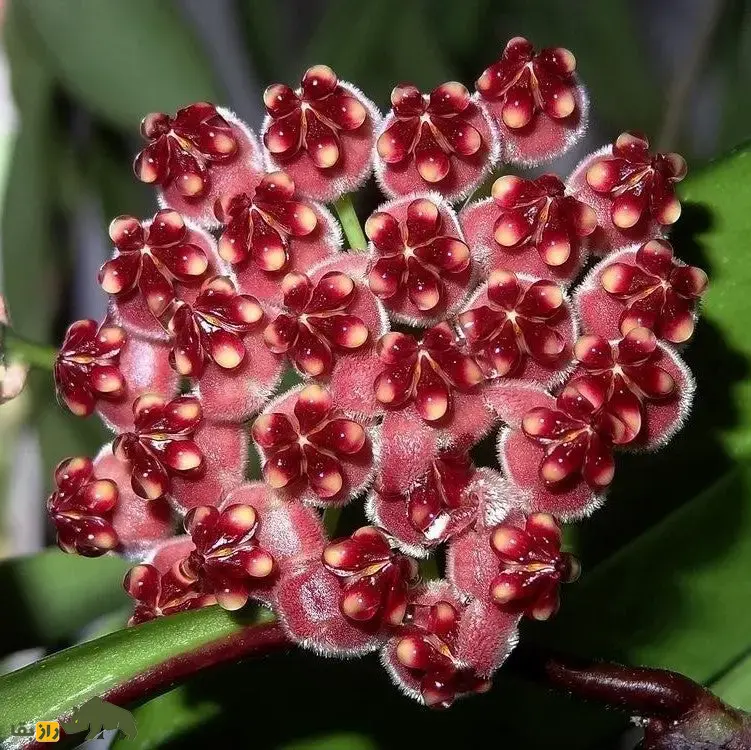 هویا وایتی؛ گل زینتی معروف به «گیاه مومی» با رایحه شیرین که برگهایش شبیه دانه انار است هویا وایتی