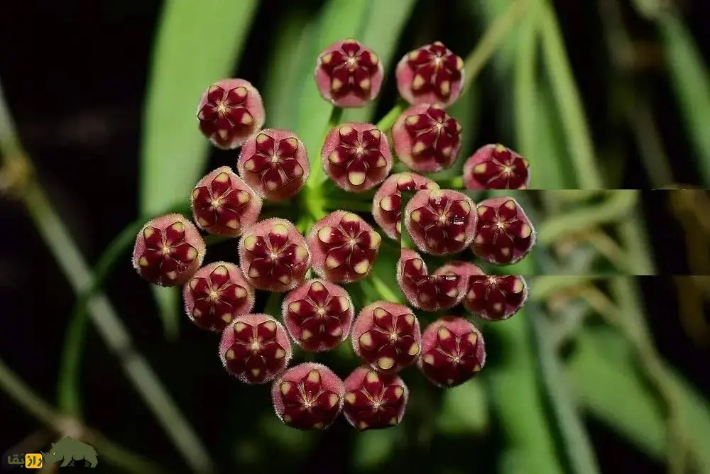 هویا وایتی؛ گل زینتی معروف به «گیاه مومی» با رایحه شیرین که برگهایش شبیه دانه انار است هویا وایتی