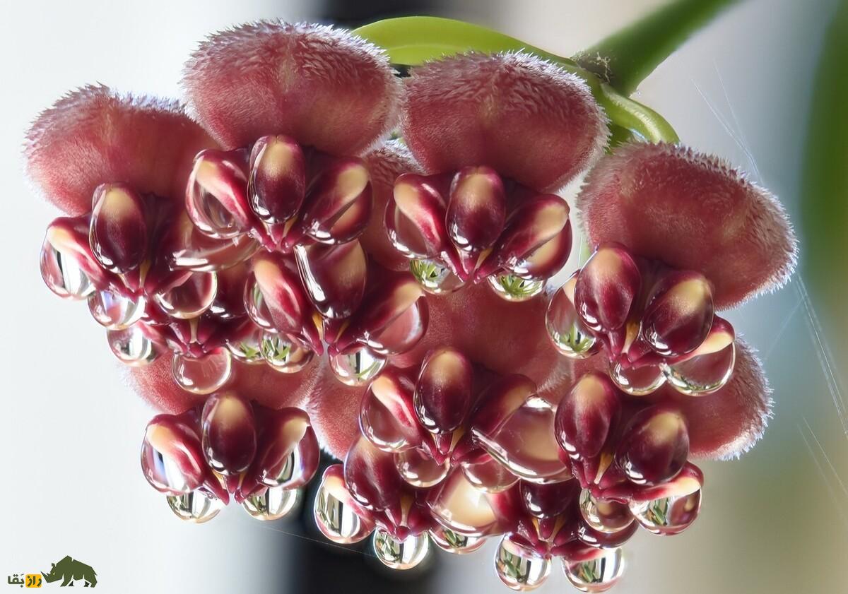 هویا وایتی؛ گل زینتی بسیار کمیاب معروف به «گیاه مومی» با رایحه شیرین که برگهایش شبیه دانه انار است