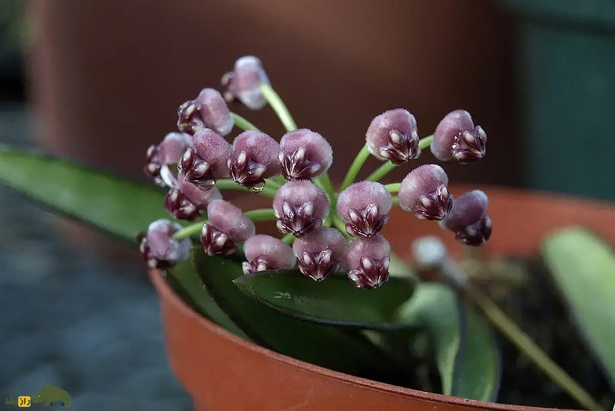 هویا وایتی؛ گل زینتی معروف به «گیاه مومی» با رایحه شیرین که برگهایش شبیه دانه انار است هویا وایتی؛ گل زینتی معروف به «گیاه مومی» با رایحه شیرین که برگهایش شبیه دانه انار است