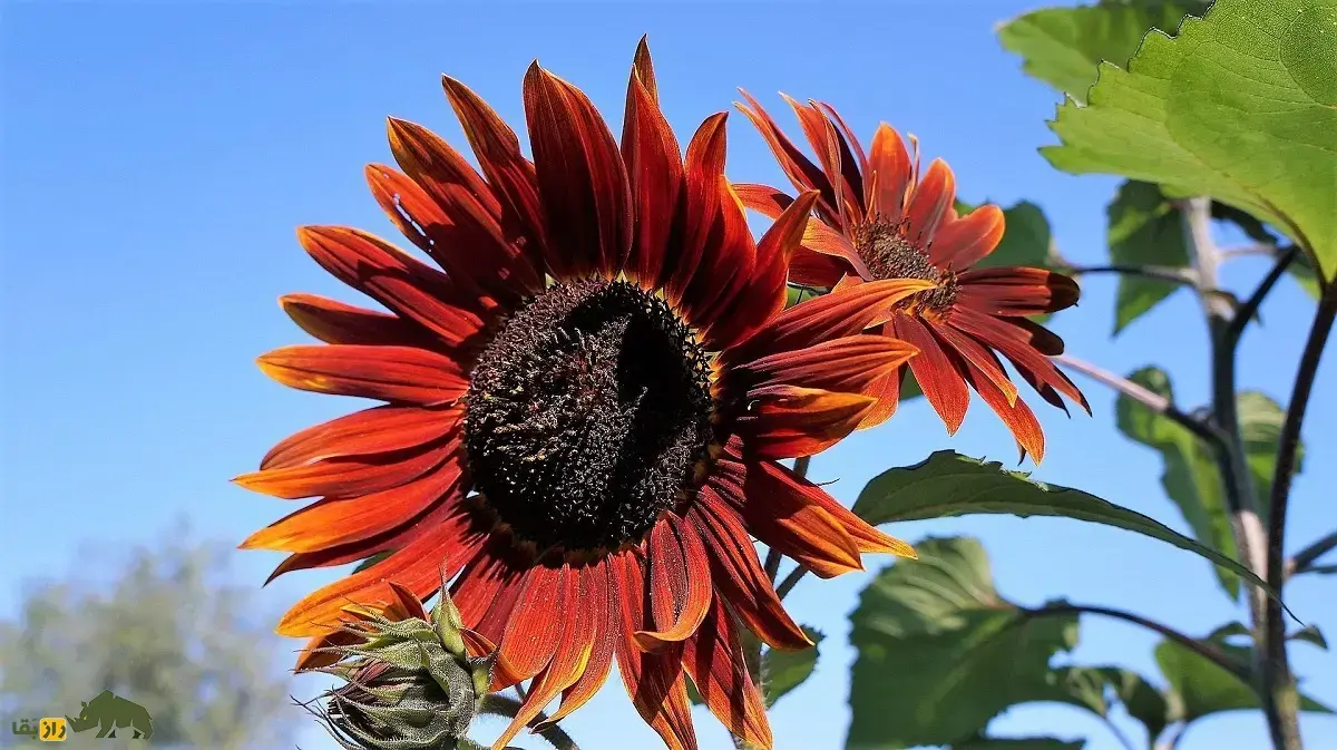 آفتابگردان قرمز؛ گل فوقالعاده زیبا و مقاوم با دانههایی سرشار از پروتئین که میتوان به جای آفتابگردان زرد در ایران کاشت