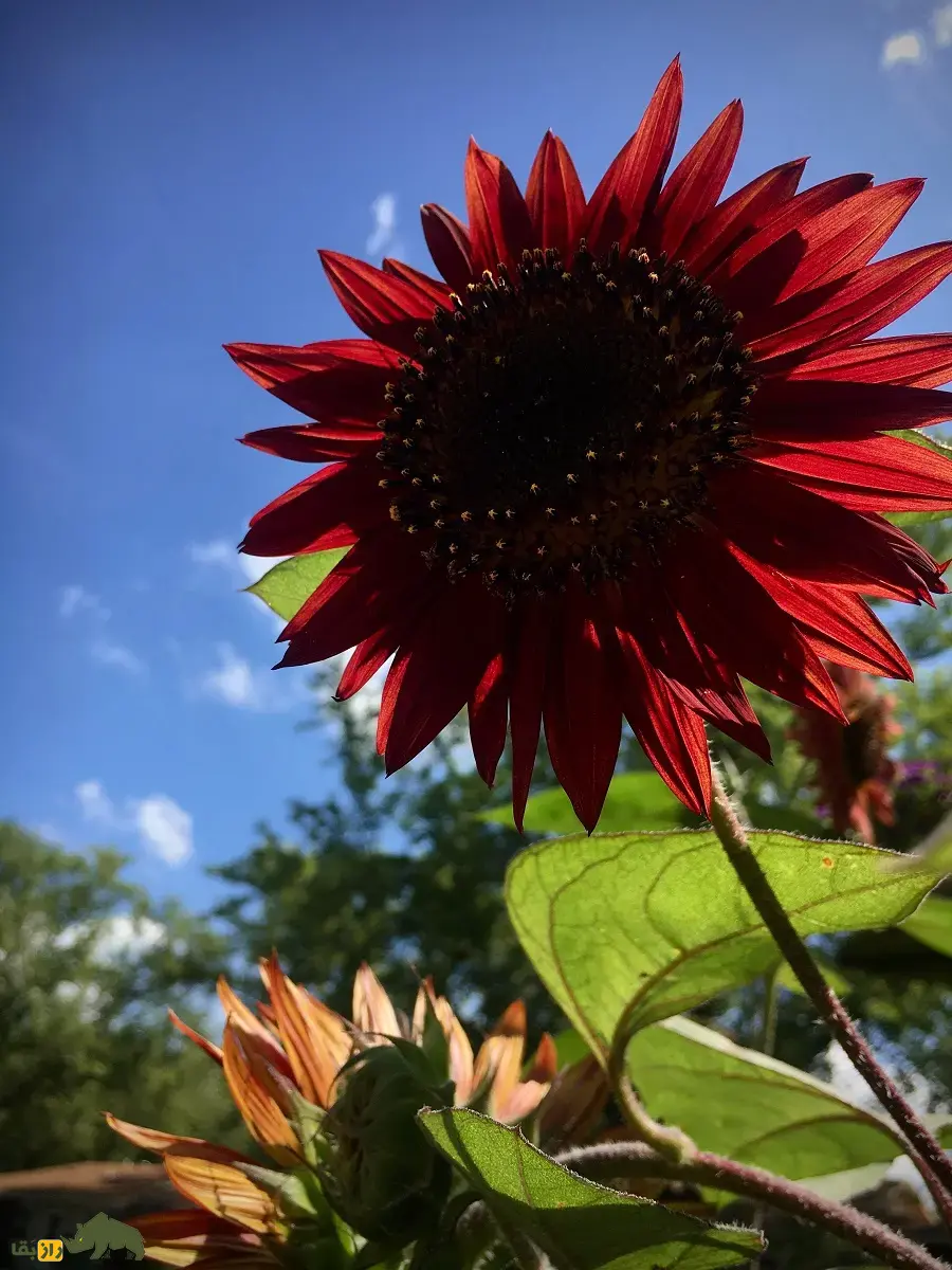 آفتابگردان قرمز؛ گل جذاب و کمیاب با دانههایی سرشار از پروتئین که به صورت زینتی در ایران کاشت میشود آفتابگردان قرمز