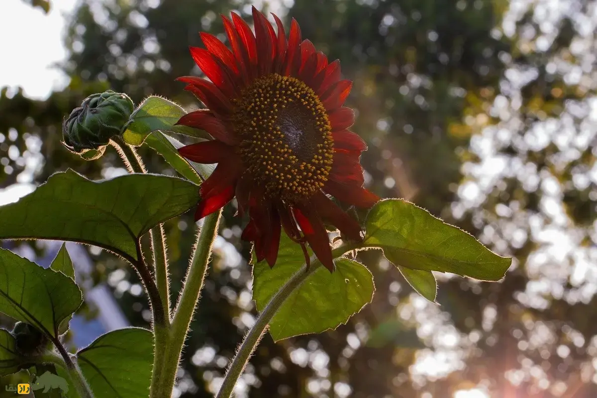 آفتابگردان قرمز؛ گل جذاب و کمیاب با دانههایی سرشار از پروتئین که به صورت زینتی در ایران کاشت میشود آفتابگردان قرمز