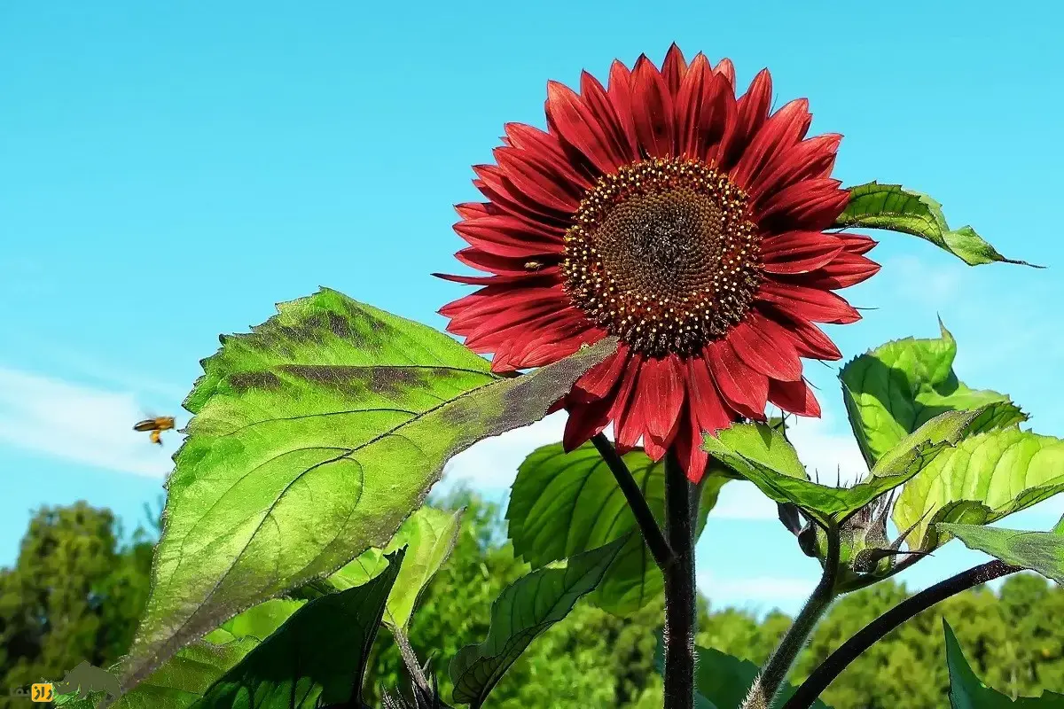 آفتابگردان قرمز؛ گل جذاب و کمیاب با دانههایی سرشار از پروتئین که به صورت زینتی در ایران کاشت میشود آفتابگردان قرمز