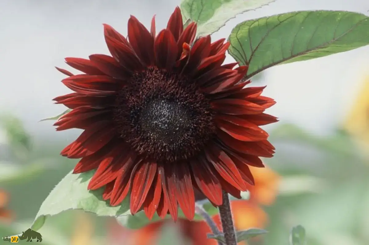 آفتابگردان قرمز؛ گل جذاب و کمیاب با دانههایی سرشار از پروتئین که به صورت زینتی در ایران کاشت میشود آفتابگردان قرمز
