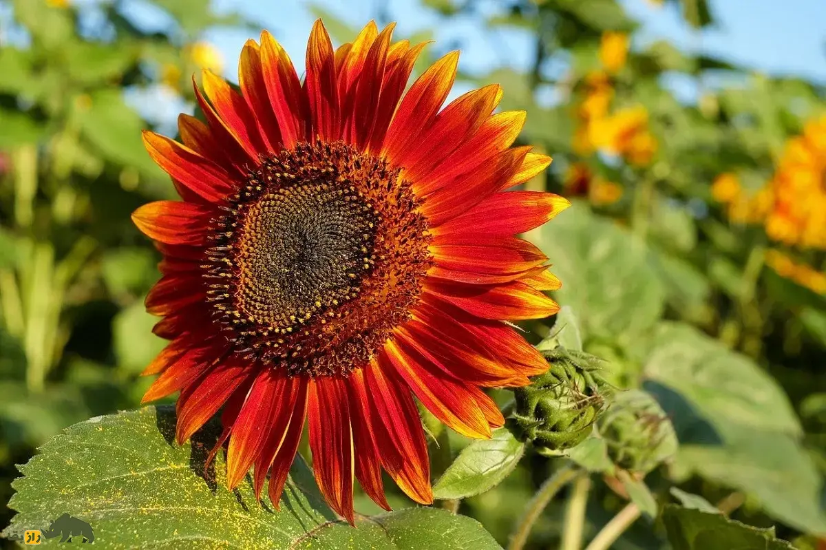 آفتابگردان قرمز؛ گل جذاب و کمیاب با دانههایی سرشار از پروتئین که به صورت زینتی در ایران کاشت میشود آفتابگردان قرمز