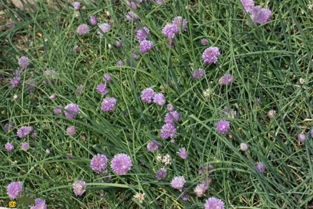 سیر آذربایجانی؛ گیاه نادر ایران که در کوههای صخرهای زندگی میکند سیر آذربایجانی؛ گیاه نادر ایران که در کوههای صخرهای زندگی میکند