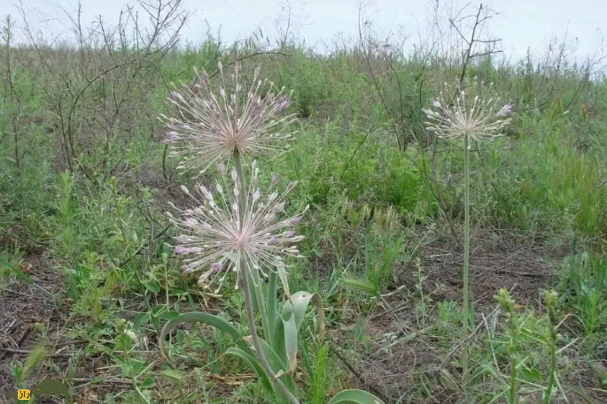 سیر آذربایجانی؛ گیاه نادر ایران که در کوههای صخرهای زندگی میکند سیر آذربایجانی؛ گیاه نادر ایران که در کوههای صخرهای زندگی میکند