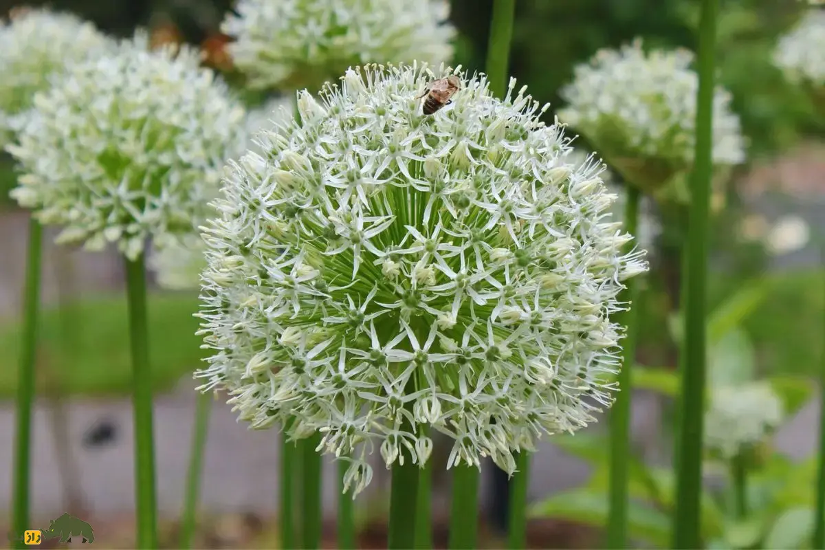 سیر آذربایجانی؛ گیاه نادر ایران که در کوههای صخرهای زندگی میکند سیر آذربایجانی؛ گیاه نادر ایران که در کوههای صخرهای زندگی میکند