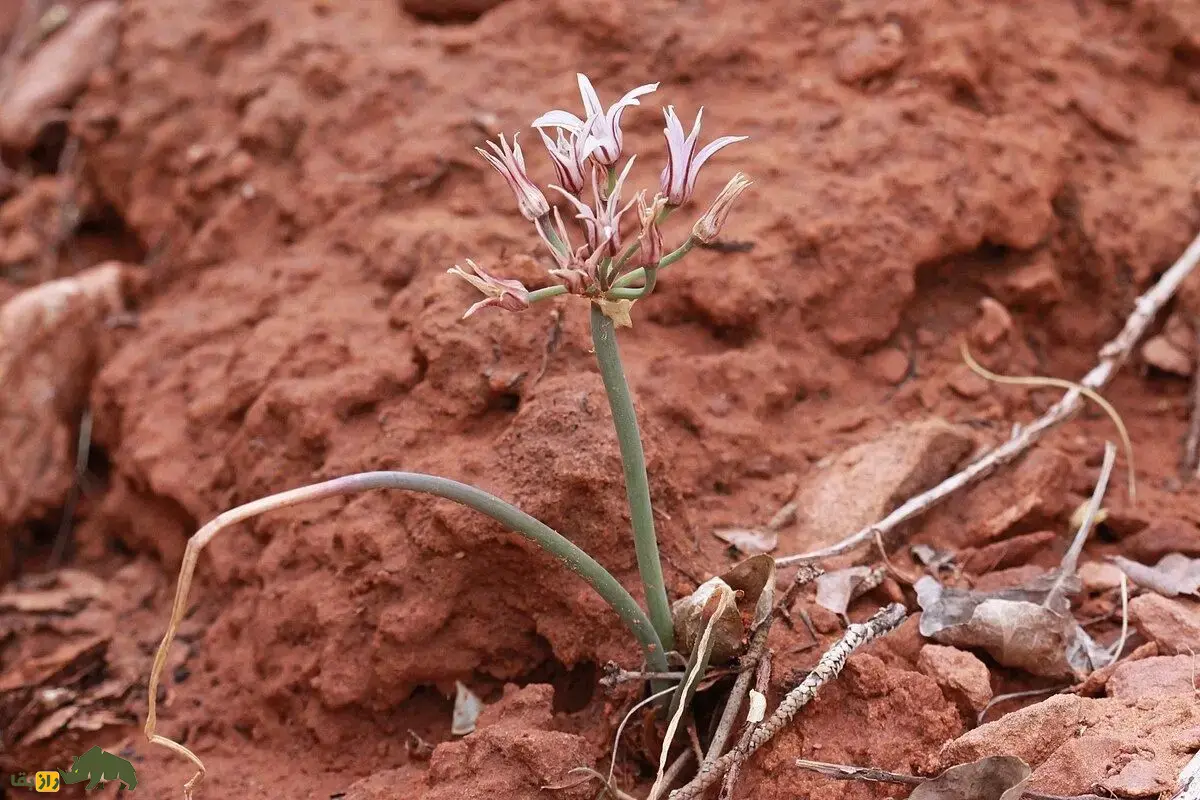 سیر آذربایجانی؛ گیاه نادر ایران که در کوههای صخرهای زندگی میکند سیر آذربایجانی؛ گیاه نادر ایران که در کوههای صخرهای زندگی میکند