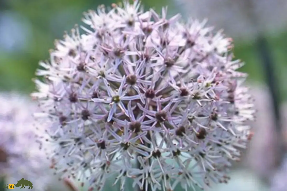 سیر آذربایجانی؛ گیاه نادر ایران که در کوههای صخرهای زندگی میکند سیر آذربایجانی؛ گیاه نادر ایران که در کوههای صخرهای زندگی میکند