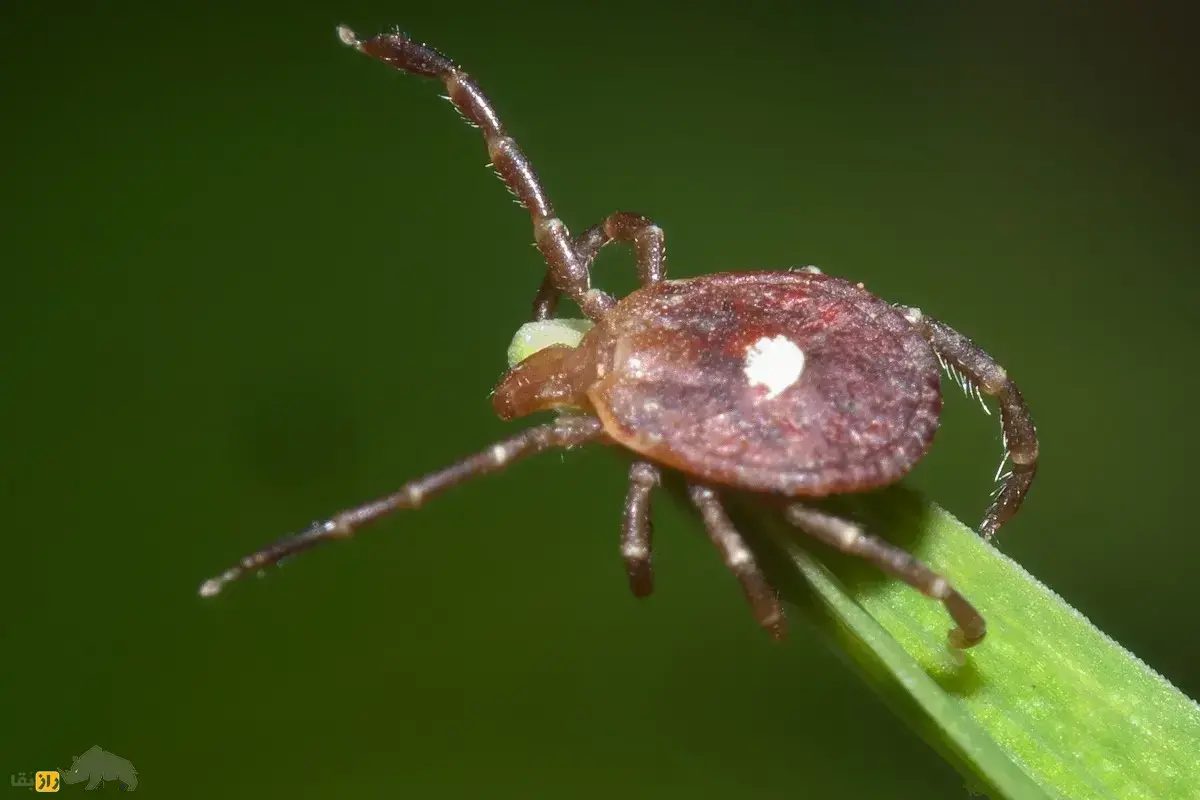 کنه تگزاسی؛ کنه آمریکایی که گزش ان باعث تنفر از گوشت و گیاه‌خوار شدن انسان می‌شود