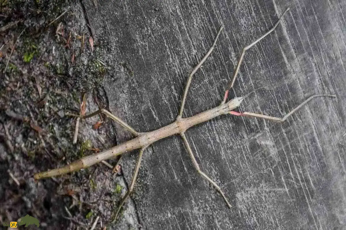 Phobaeticus chani روی زمین