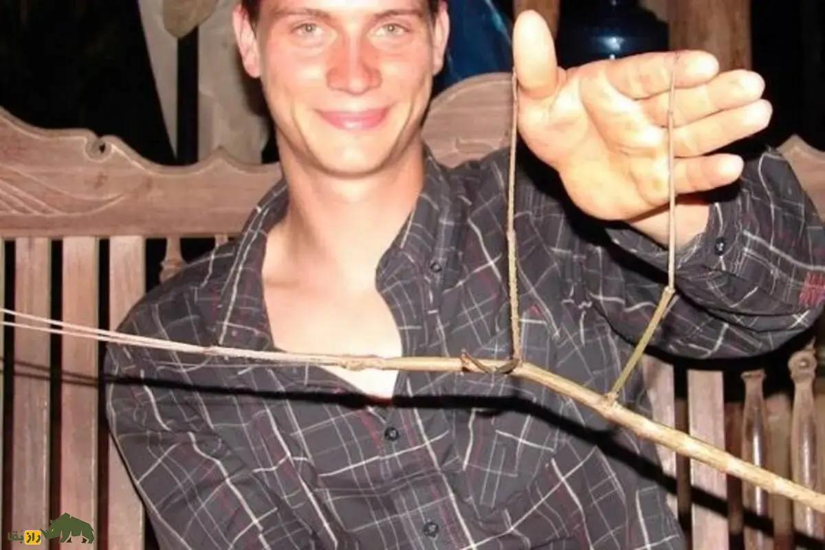 چوبک بزرگ چان؛ شاخه زنده‌ای باورنکردنی که طولش بیش از ۵۰ سانتی‌متر است و قدرت استتار حیرت‌انگیزی دارد