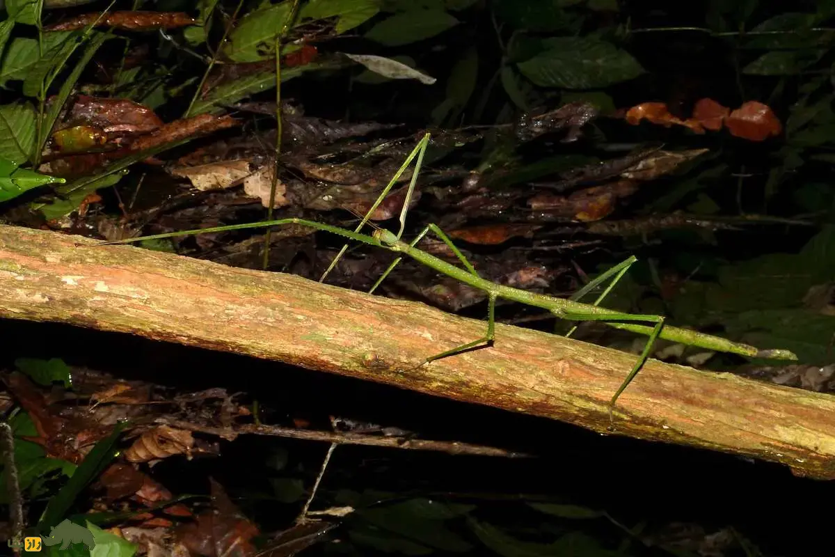 چوبک بزرگ چان؛ شاخه زنده‌ای باورنکردنی که طولش بیش از ۵۰ سانتی‌متر است و قدرت استتار حیرت‌انگیزی دارد