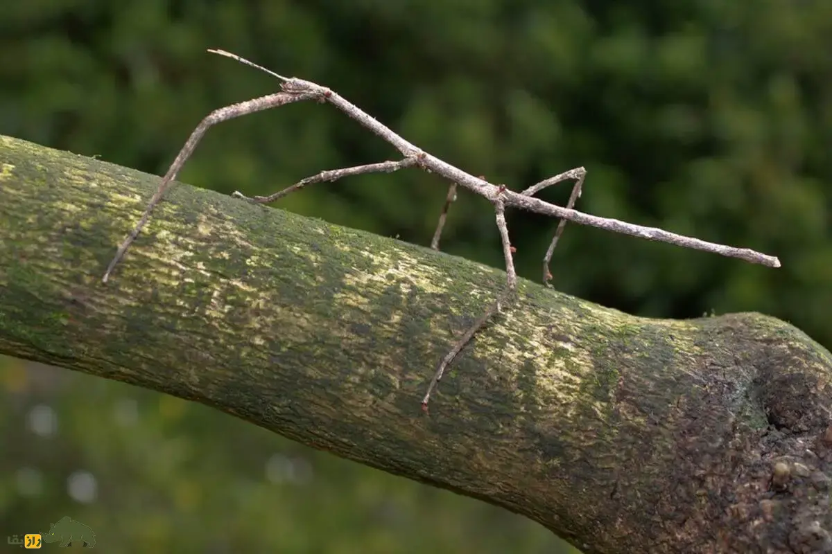 چوبک بزرگ چان Phobaeticus chani روی یک تنه درخت سبز ایستاده است