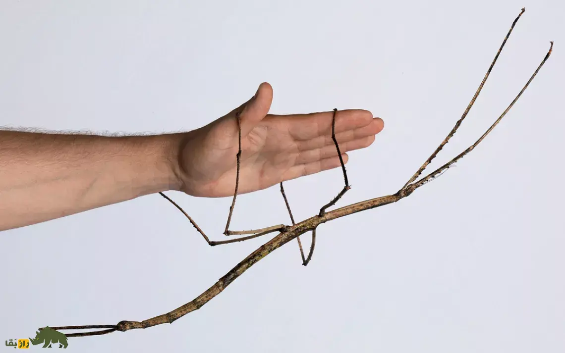 Phobaeticus chani  چوبک بزرگ چان روی دست یک مرد