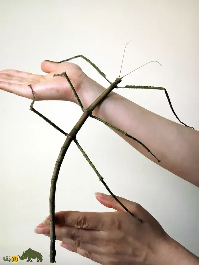 چوبک بزرگ چان روی دست یک مرد