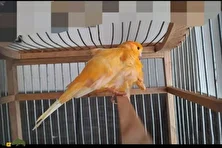 قناری لانکاشیر؛ قناری قددراز و کله گرد که پرهایی صاف و آوازی جادویی دارد و عاشق قفسهای عمودیست