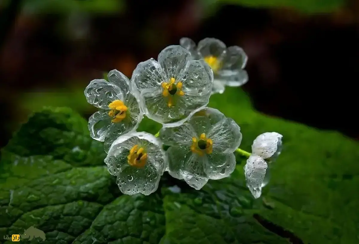 گل اسکلتی؛ گل ژاپنی و «معجزه طبیعت» که برگهایش شیشهای است و در باران ناپدید میشود