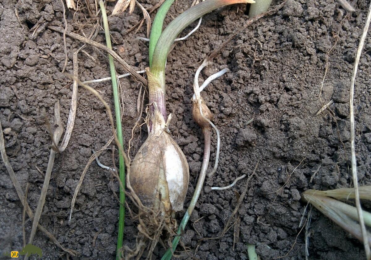 سیر آذربایجانی؛ گیاه کمیاب و بومی ایران که در مناطق صخرهای و خاکهای فقیر رشد میکند و طعم جادویی دارد