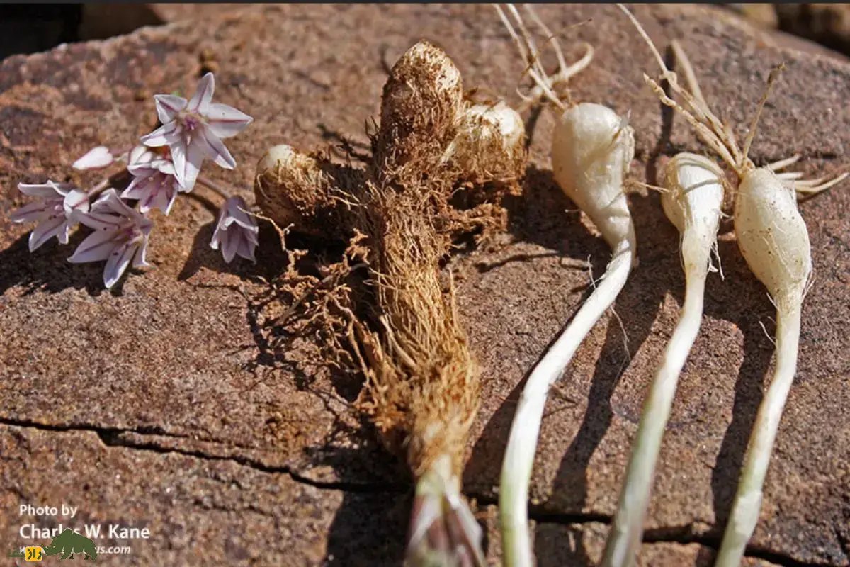 سیر آذربایجانی؛ گیاه کمیاب و بومی ایران که در مناطق صخرهای و خاکهای فقیر رشد میکند و طعم جادویی دارد سیر آذربایجانی