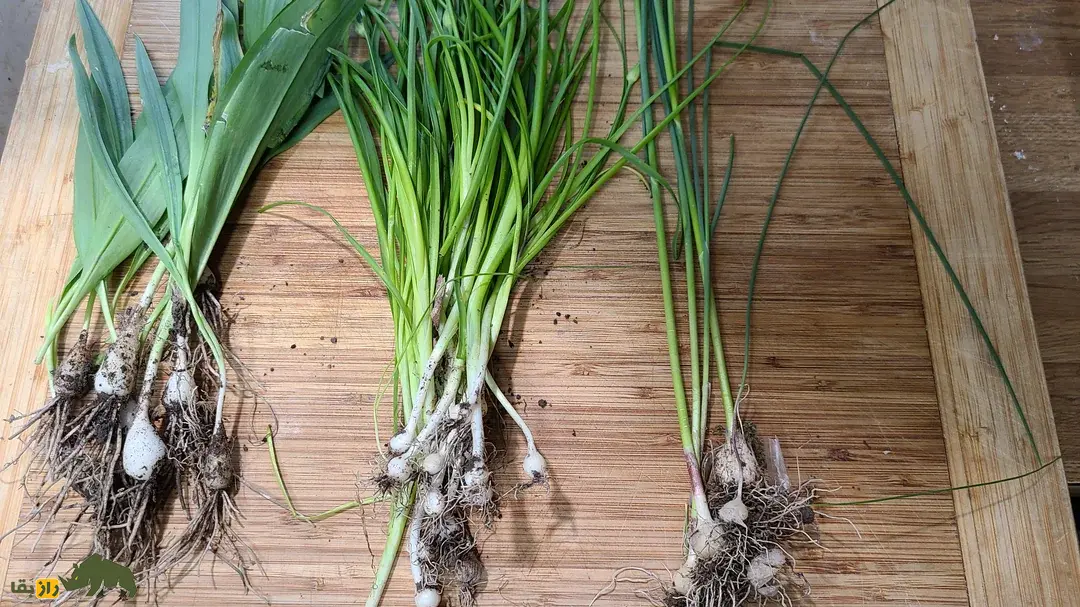 سیر آذربایجانی؛ گیاه کمیاب و بومی ایران که در مناطق صخرهای و خاکهای فقیر رشد میکند و طعم جادویی دارد سیر آذربایجانی