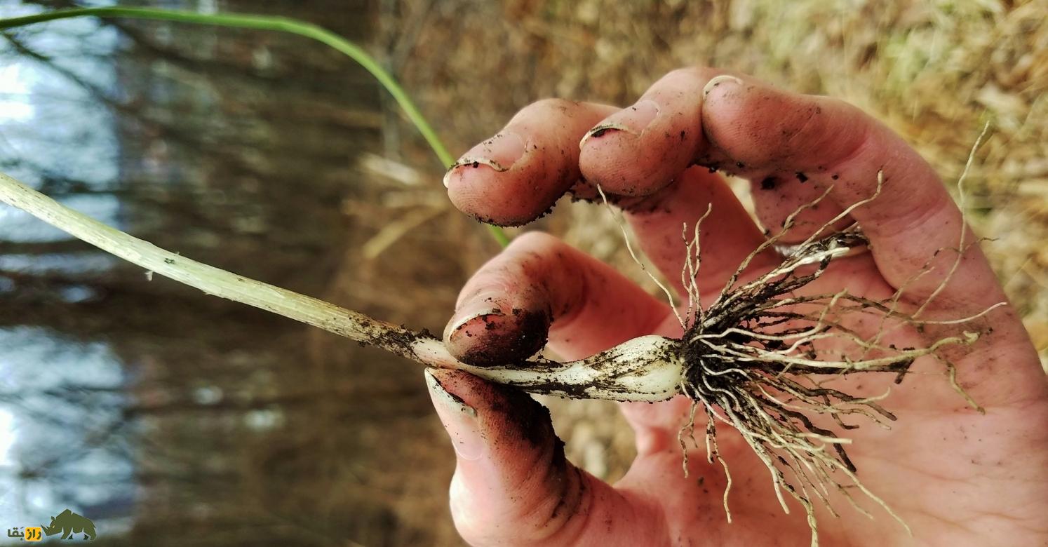 سیر آذربایجانی؛ گیاه کمیاب و بومی ایران که در مناطق صخرهای و خاکهای فقیر رشد میکند و طعم جادویی دارد سیر آذربایجانی