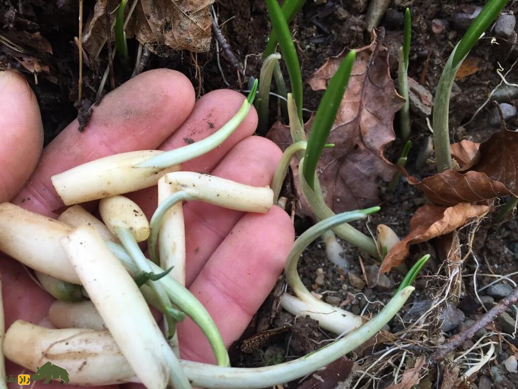 سیر آذربایجانی؛ گیاه کمیاب و بومی ایران که در مناطق صخرهای و خاکهای فقیر رشد میکند و طعم جادویی دارد سیر آذربایجانی