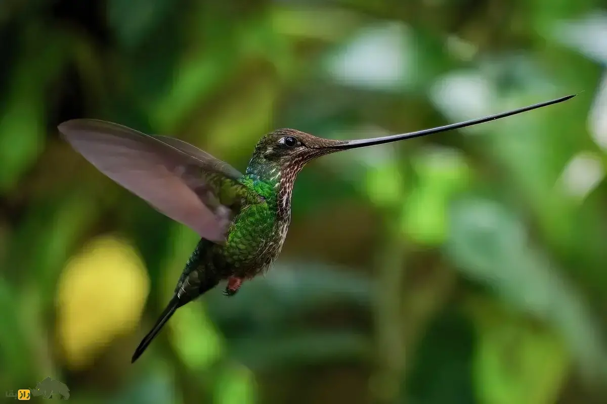 مرغ مگس‌ نوک‌شمشیری؛ پرنده‌ای که نوکش از بدنش بلندتر است و پرهایش را با پاهایش مرتب می‌کند