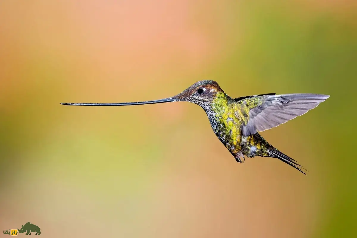 مگس‌مرغ نوک‌شمشیری