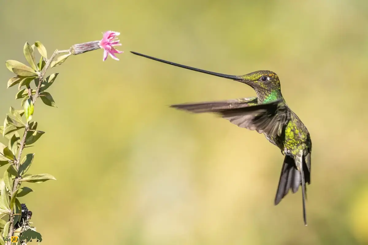 مگس‌مرغ نوک‌شمشیری