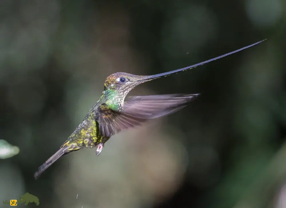 مگس‌مرغ نوک‌شمشیری