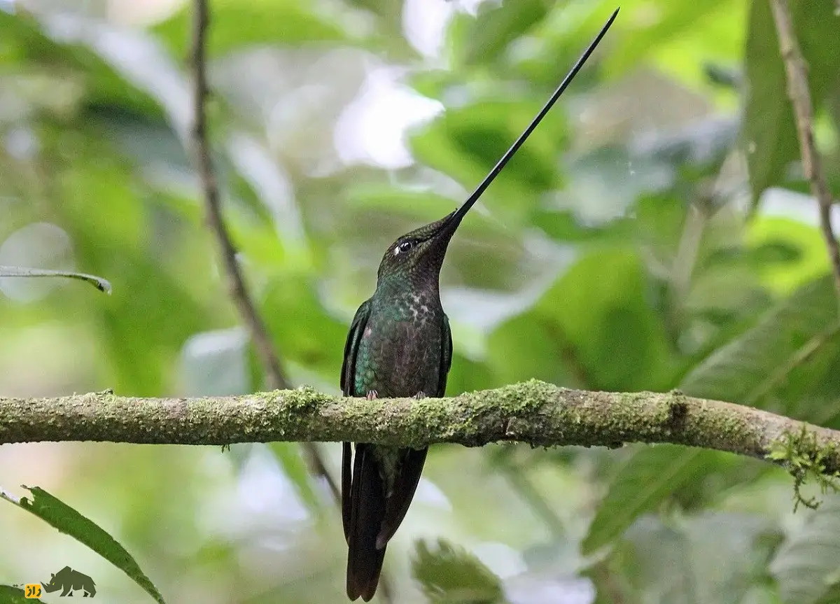 مگس‌مرغ نوک‌شمشیری