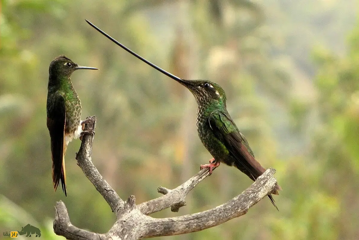 مگس‌مرغ نوک‌شمشیری