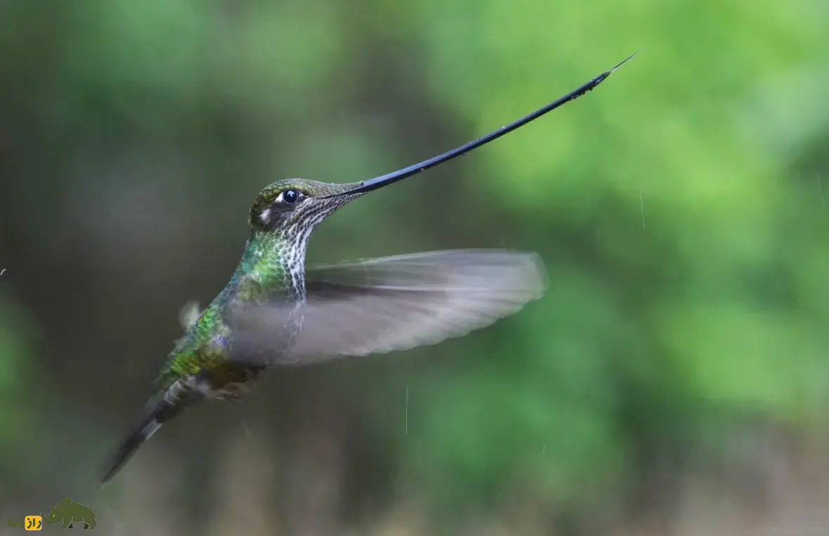 مگس‌مرغ نوک‌شمشیری