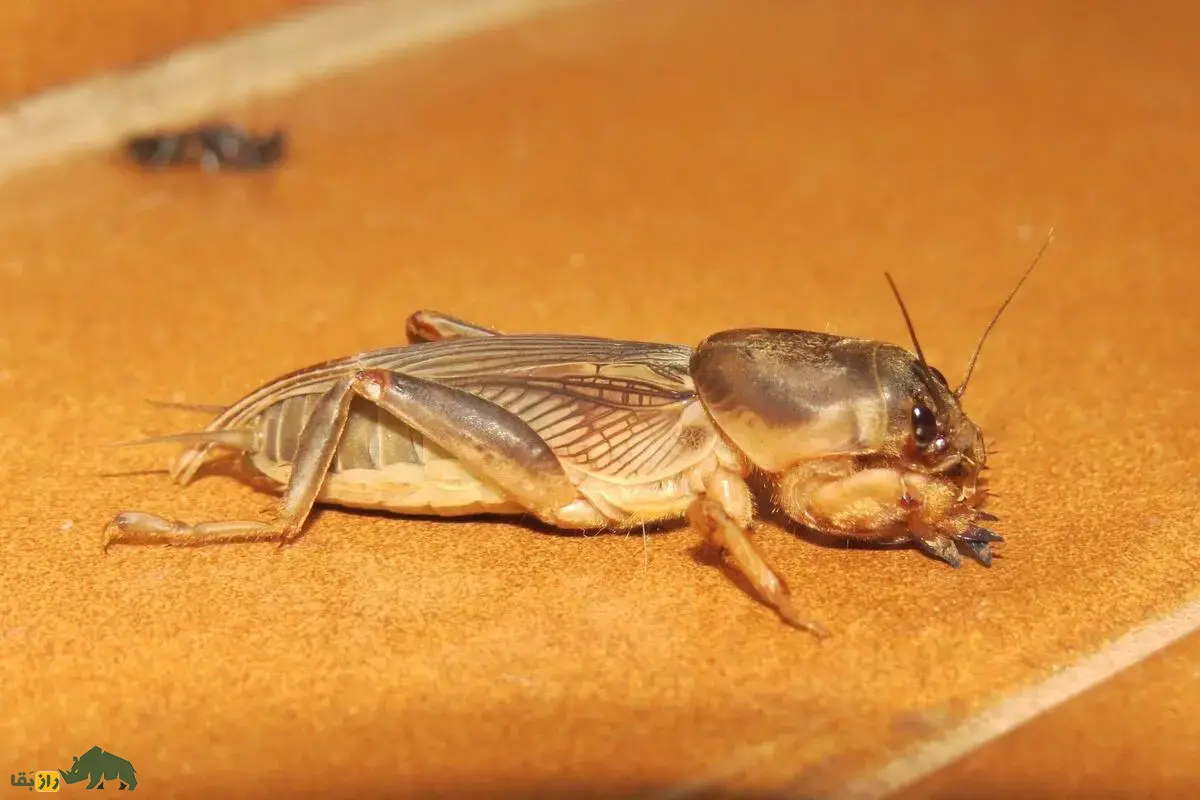 آبدزدک یا جیرجیرکهای موشمانند؛ حشرهای عجیب با زندگی زیرزمینی آبدزدک یا جیرجیرکهای موشمانند؛ حشرهای عجیب با زندگی زیرزمینی