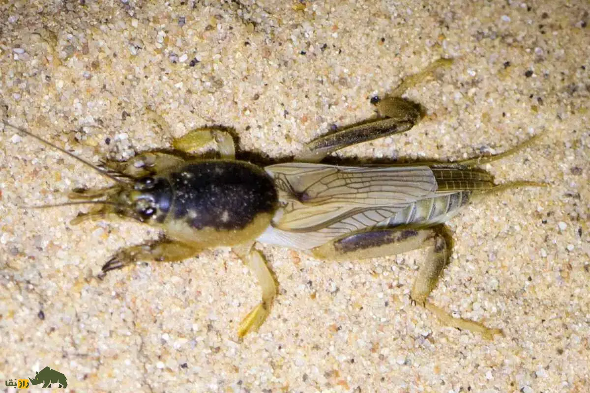 آبدزدک یا جیرجیرکهای موشمانند؛ حشرهای عجیب با زندگی زیرزمینی آبدزدک یا جیرجیرکهای موشمانند؛ حشرهای عجیب با زندگی زیرزمینی